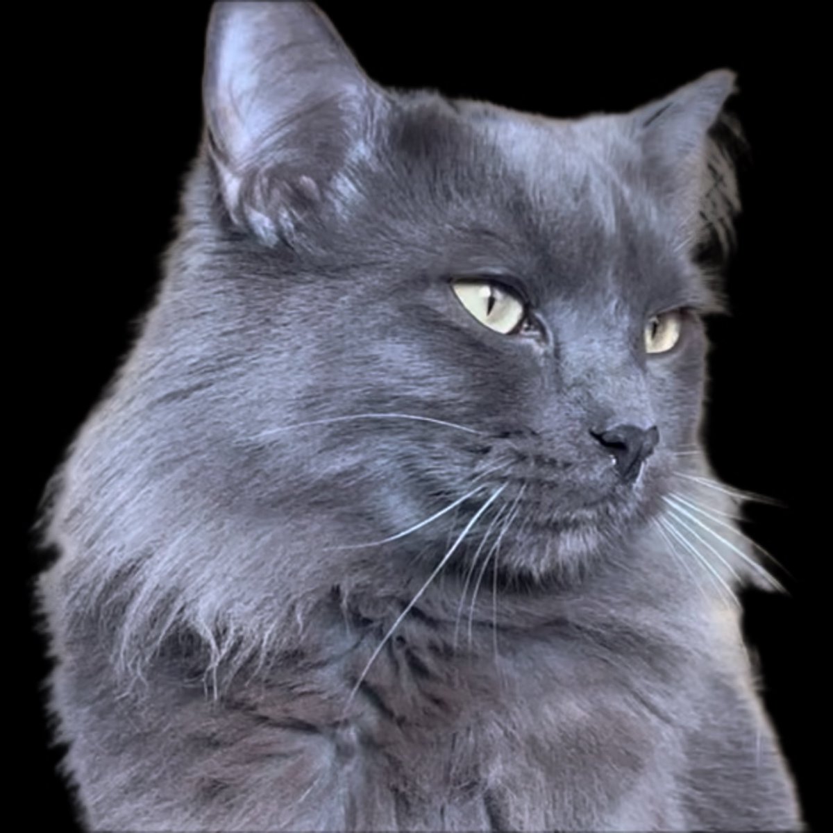 catwifriz's tweet photo. He is Rizzin 🐈‍⬛ https://t.co/r2twj2Cqwl