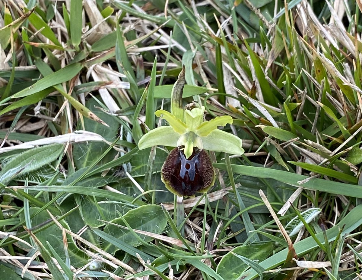 SuburbanMeadow's tweet photo. As a novice #orchid spotter I was very excited to see an early spider orchid (orchid no.5) at @DurlstonCP on the #SouthWestCoastPath. #Wildflowerhour #orchids #Purbeck https://t.co/ATwGuWcpdv