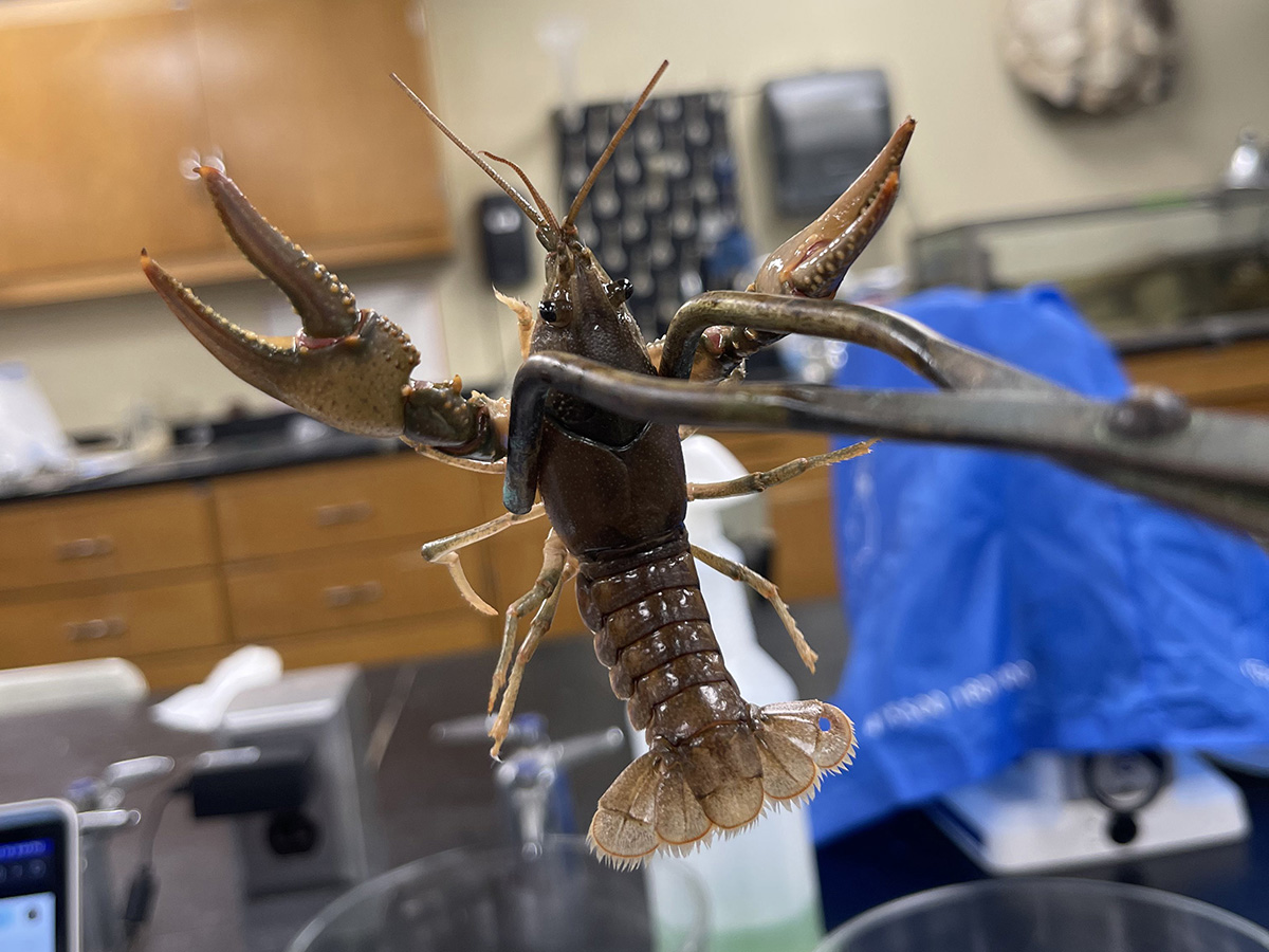 #Crawfish can absorb #lithium, an environmental contaminant expected to increase as #battery use grows. Lithium accumulates in these crustaceans, which has implications for the people who eat them. Researchers reported at #ACSSpring2024: brnw.ch/21wInKC #Chemistry