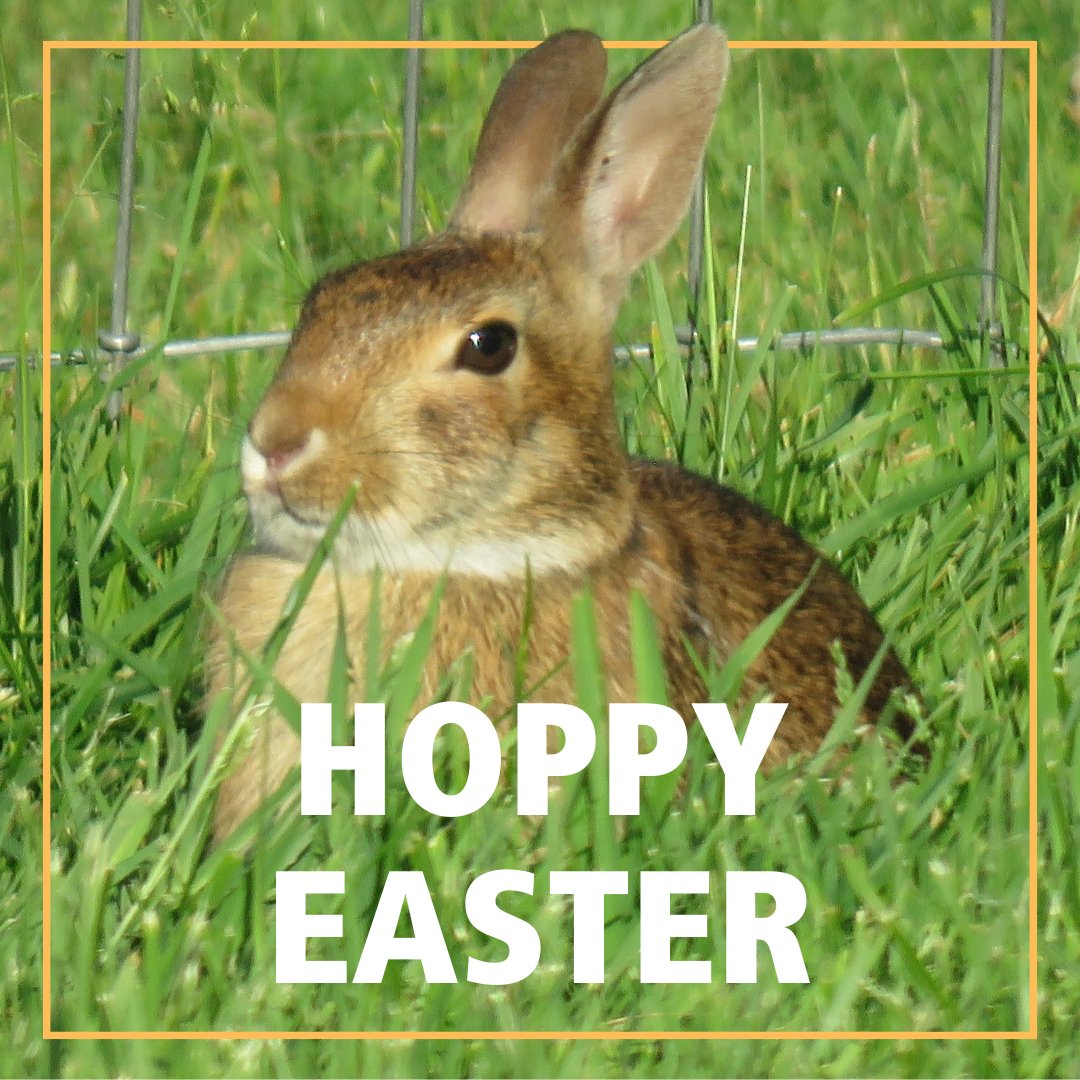 Wishing everyone a hoppy and egg-citing Easter!