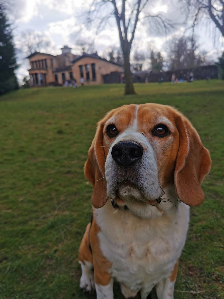 tiggtag's tweet photo. Exploring the 'hood on a sunny Sunday afternoon with @PabloOfGlasgow
🏠 Holmwood House
🌉 Snuff Mill Bridge
🏞️ Linn Park and Linn Park Bridge
#beagle #Glasgow #LinnPark #HolmwoodHouse #SnuffMillBridge #dogwalk #dog #dudeswithdogs #EasterSunday #parkwalk #ParkLife #LifeOfPablo https://t.co/u1v7F6eeNx
