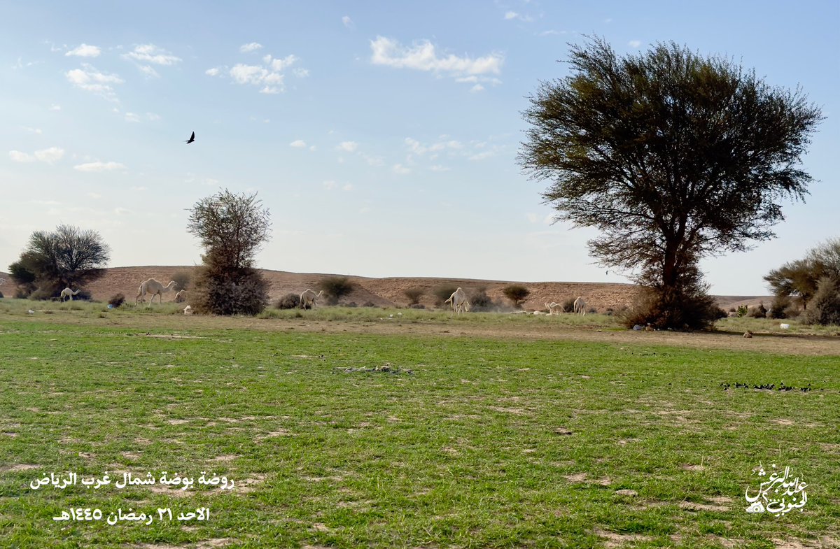 algnobe2000's tweet photo. شاهد ربيع روضة بوضة ( بعل المفاقيع ) 
غرب العيينة جنوب سدوس الواقعة شمال غرب العاصمة الرياض ٣٠كم 
بعد الامطار الاخيرة بدات الارض تخضر ونباتها يغلب عليه الثيل في مناطق متفرقة منها 
ومحدوده

اليوم الاحد ٢١ رمضان ١٤٤٥هـ

موقعها
https://t.co/3uCROMeLGd

عدسة عبدالله البرغش

الجنوبي ٢٠٠٠