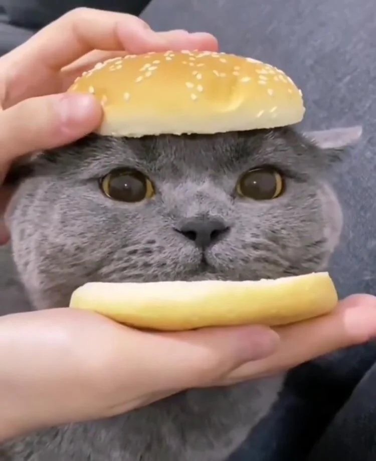 Pattyice's tweet photo. "Hey why dont you tweet about my cheese burger cat!"

Happy wife, happy life

@PattyIceWife https://t.co/mM5XQqZ687