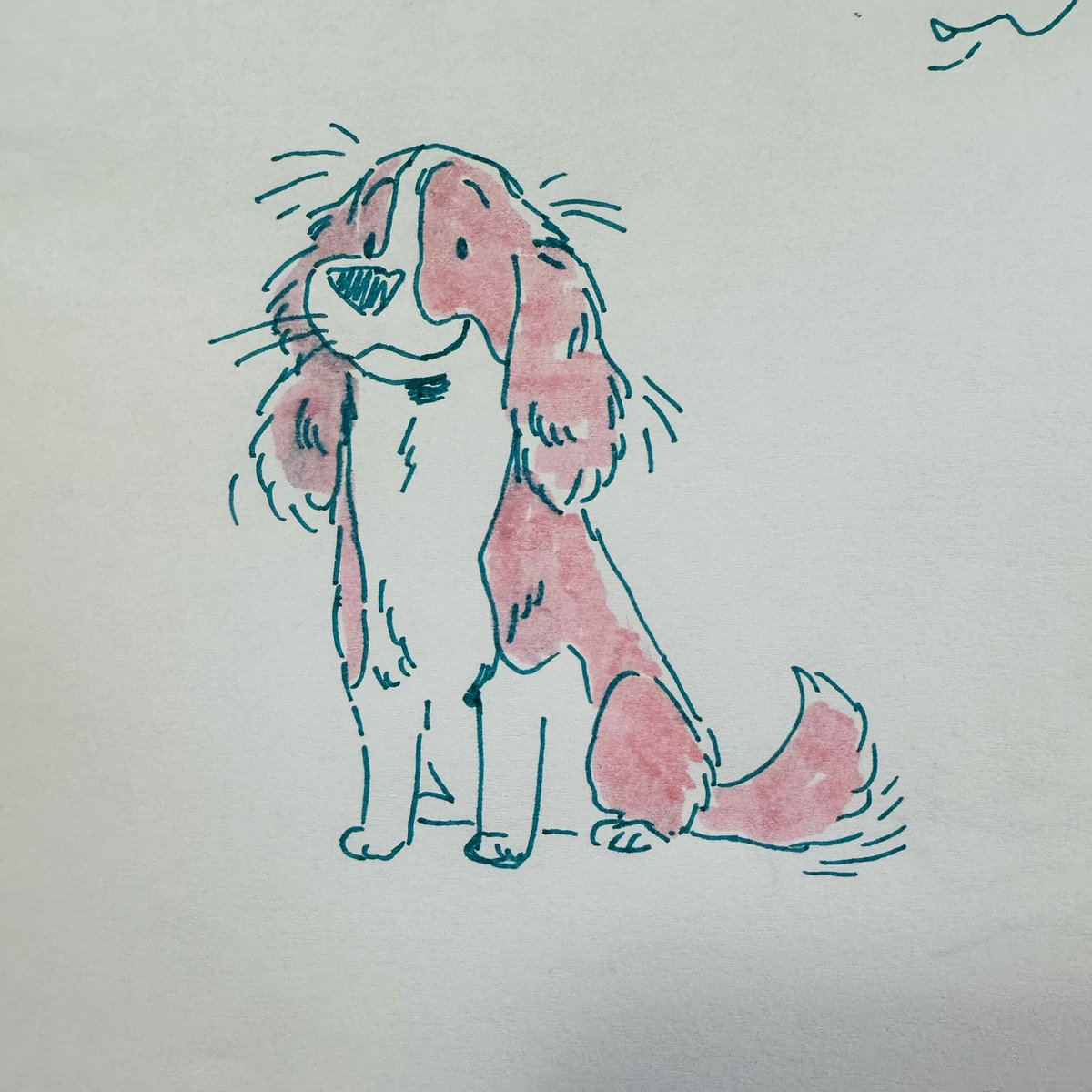 Spaniel friend!