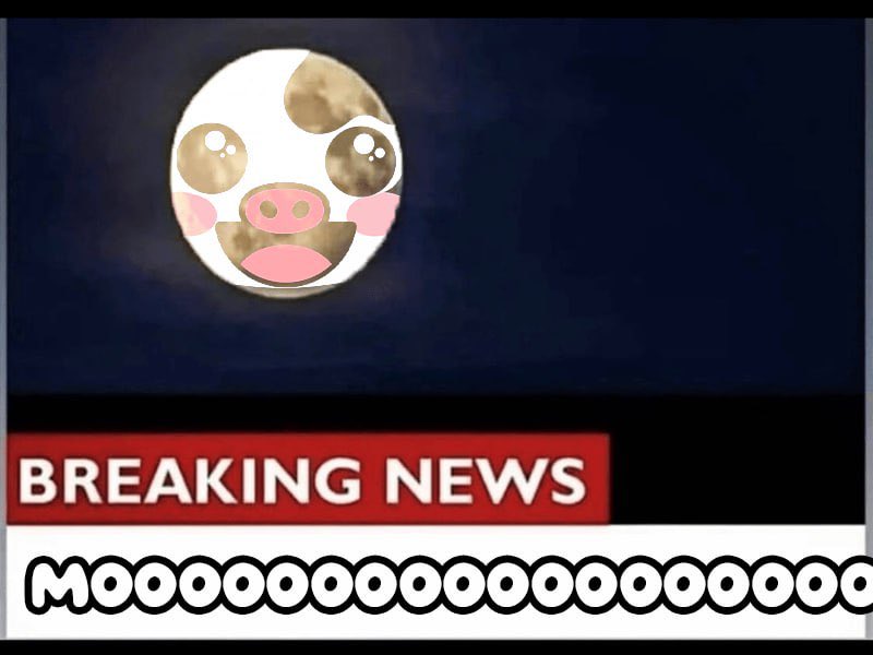 MooCoinSol's tweet photo. Breaking news, MoooooooN https://t.co/h9qSN9uUlw