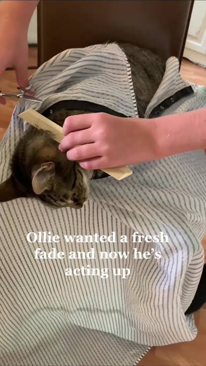 Nothing to see here 

Just a cat getting a fade

$CGF