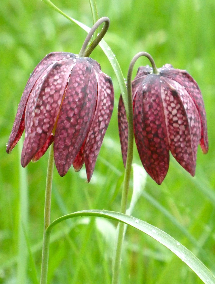 Wild Snake's head fritillaries beginning to transform @magdalenoxford's water meadow 💜🤍💜 This iconic beauty is the county flower of #Oxfordshire