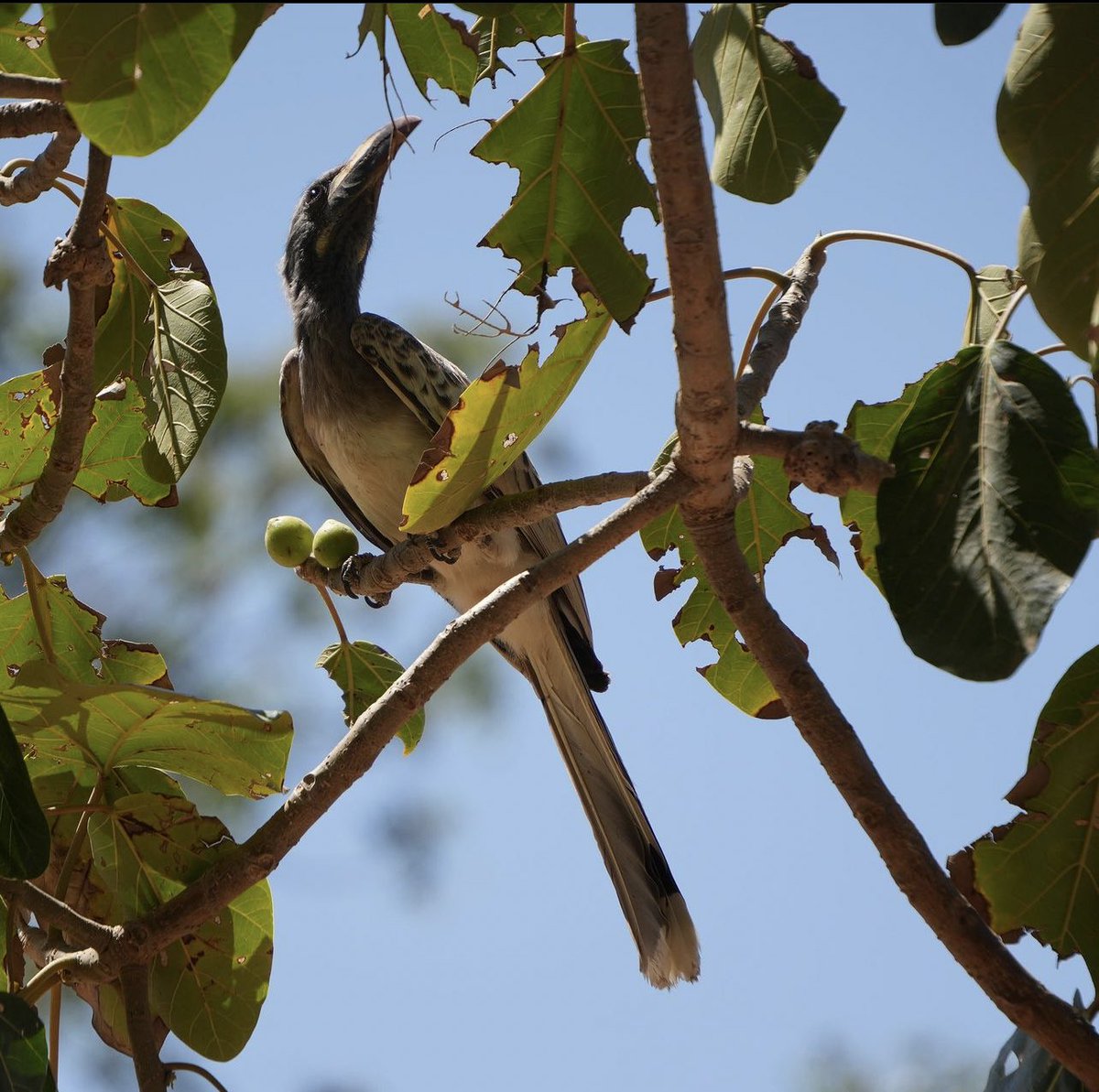 Asmara ኣስመራ tweet media