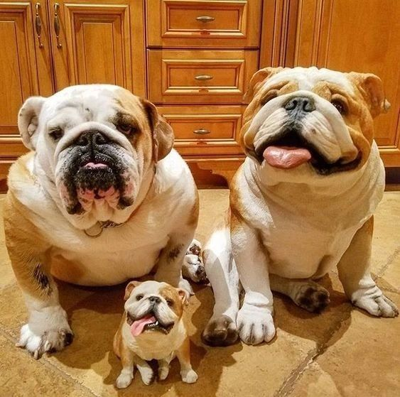 Bulldogs Lover tweet media