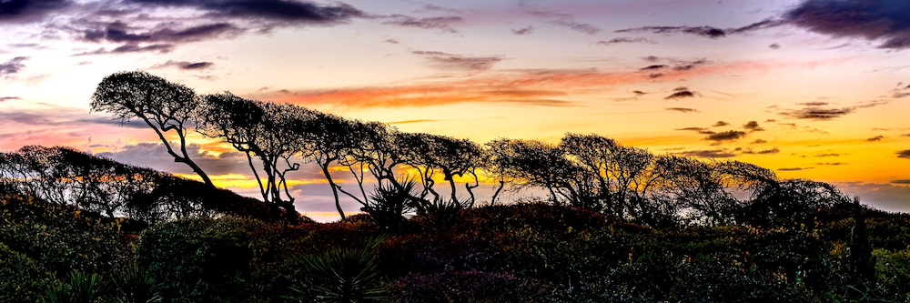 2024-01-30 Digital Image Competition judged by <a href="/AngieMcMonigal/">Angie McMonigal</a>, Silhouette B winners:
1st - Silhouettes of Cormorants - © Linde Eyster
2nd - Sip of Tea - © Kelly Conlin
3rd - The Canopy at Sunrise - © Wayne Troy