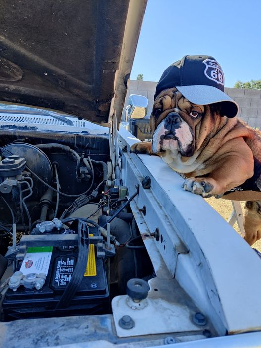 Bulldogs Lover tweet media
