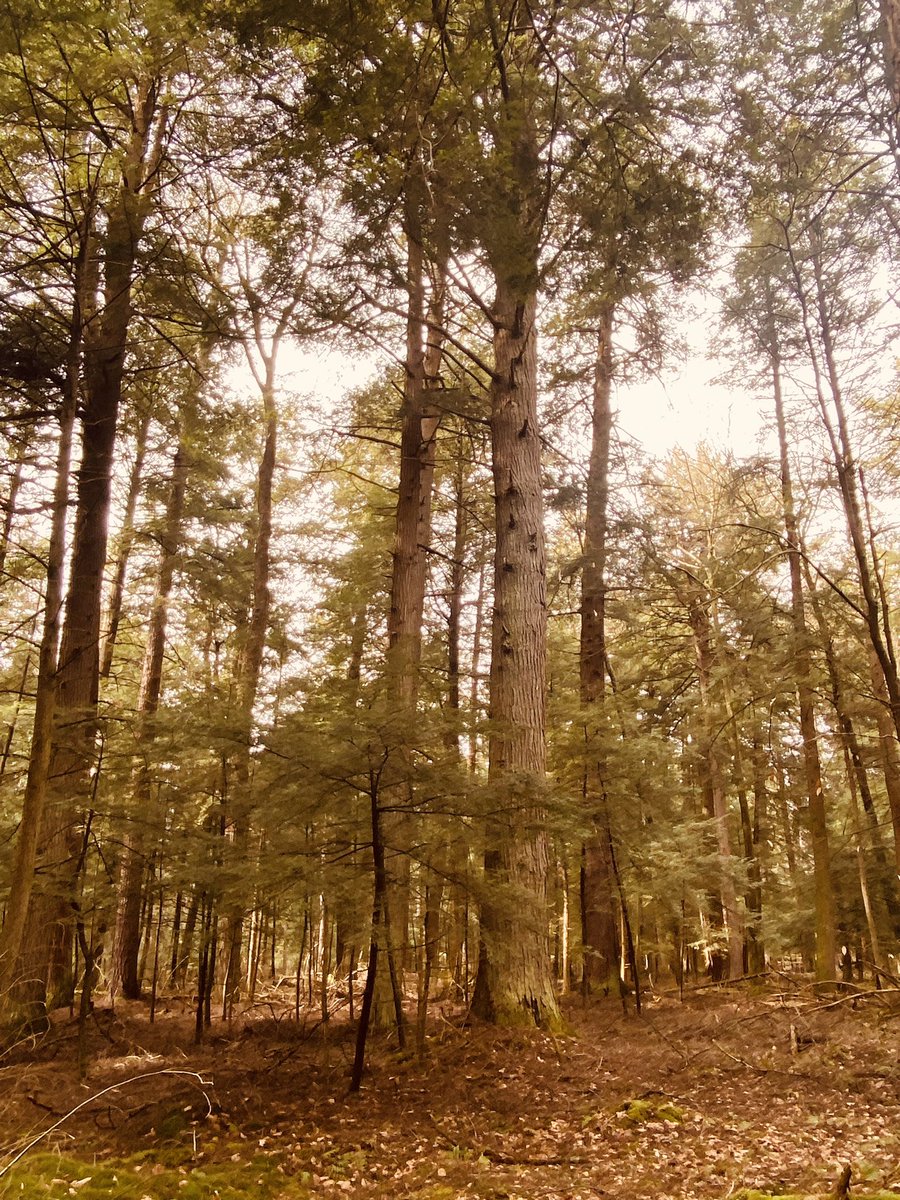 TonyMel13027869's tweet image. Afternoon hike on the Joyce Kilmer trail #cookforest #hike #joycekilmertrail