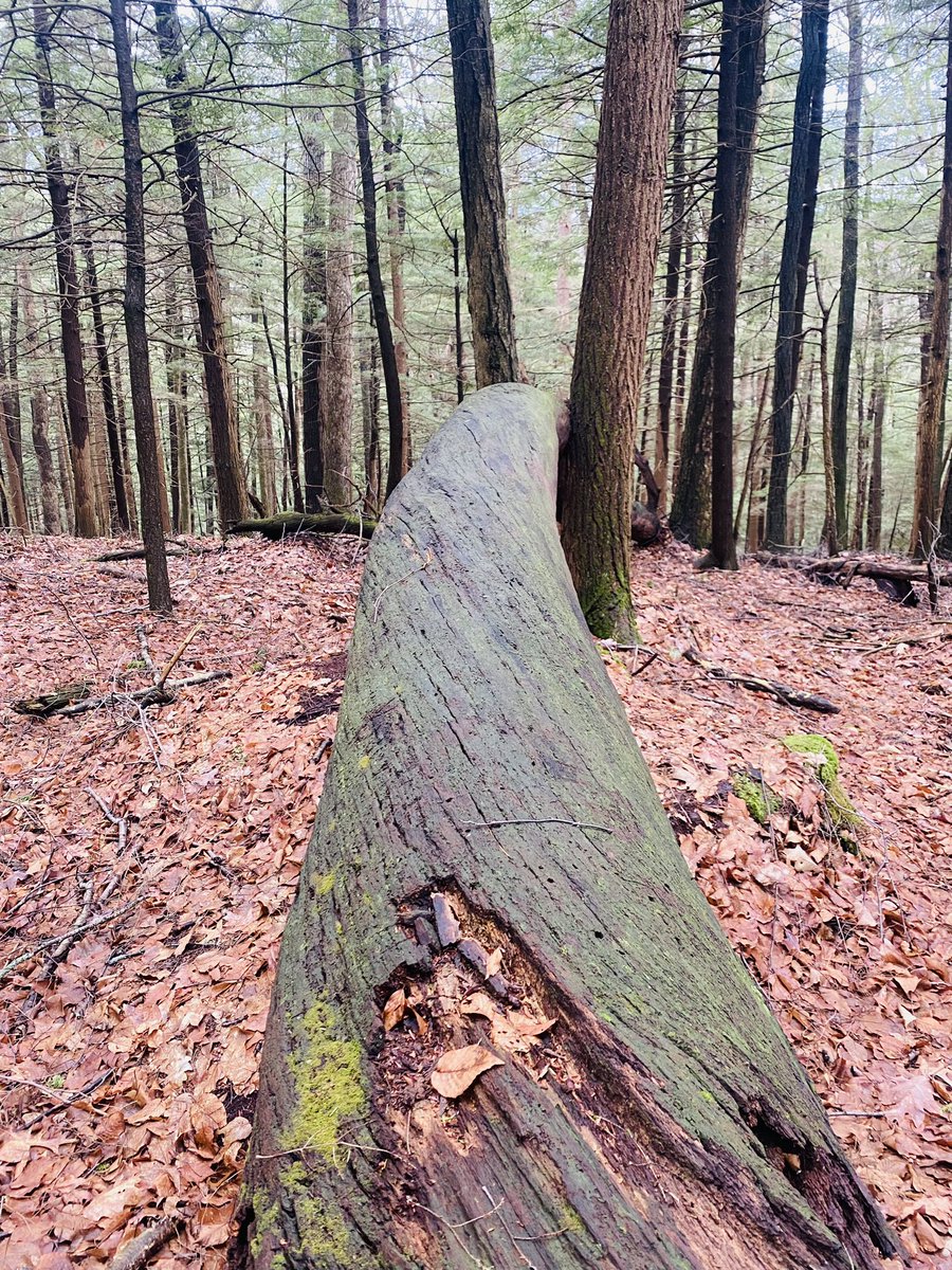 TonyMel13027869's tweet image. Afternoon hike on the Joyce Kilmer trail #cookforest #hike #joycekilmertrail