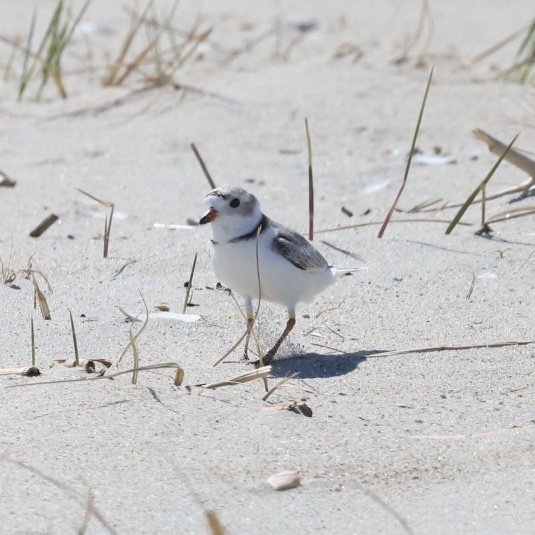 Piping Plovers are back on the beaches! Please remember to #sharetheshore 
#birdwatching #birding #birds 
@BirdQueens