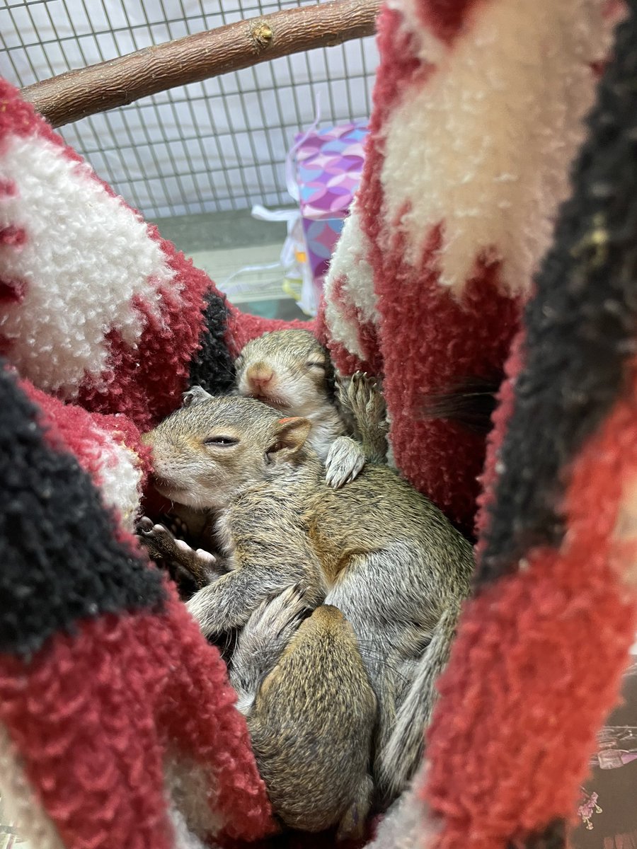 It's a sleepy Sunday in our mammal nursery 😴