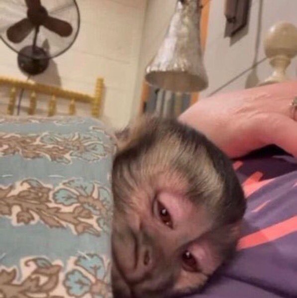 yo y las que sentimos mucho