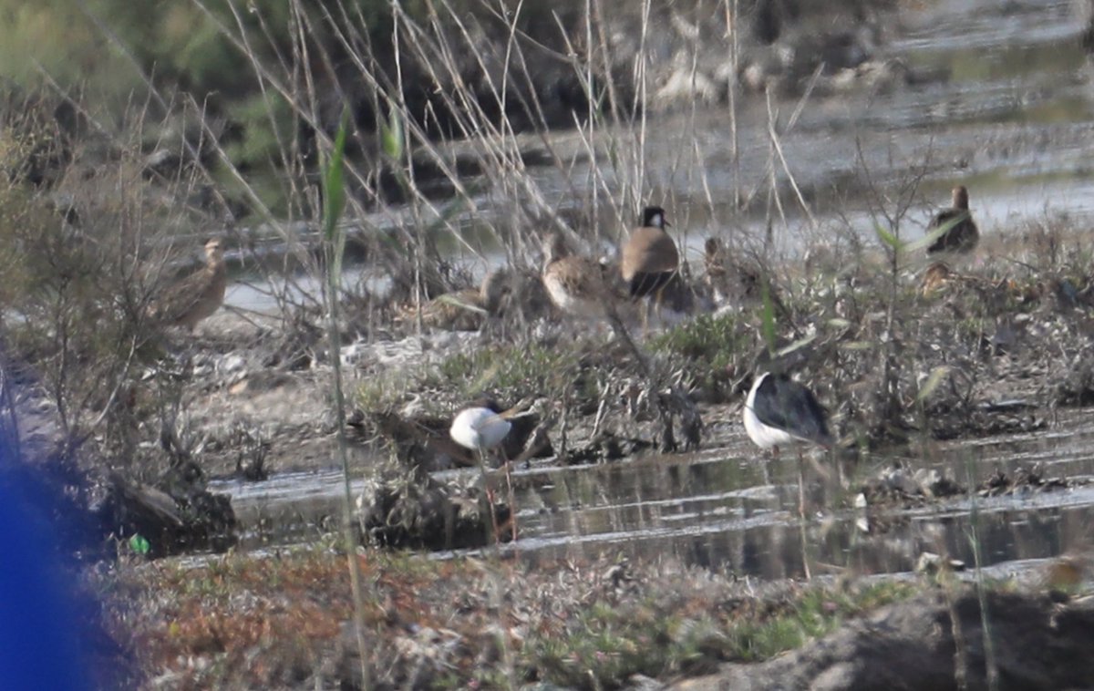 Little Curlew....Numenius minutes, A very rare bird for the uae 🇦🇪 22-3-24 Ras Al Khor mangrove hide, dubai . It was far out , could only be seen from the road outside the hide to much plants stuff in the way.. lifer 356 for the uae 🇦🇪 😊 ##BirdsSeenIn2024 #waders #birds #uae