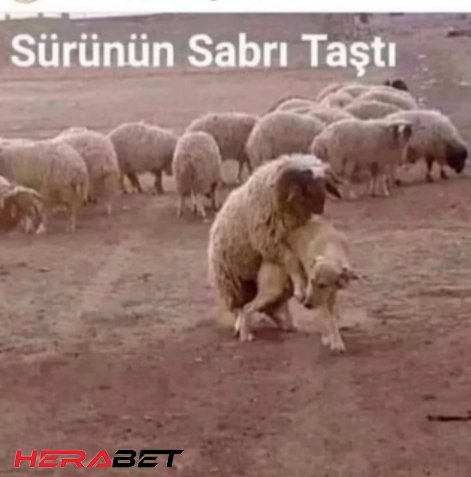 ibrahimgrpnr's tweet photo. Seçim özel https://t.co/IhlgRmuCul