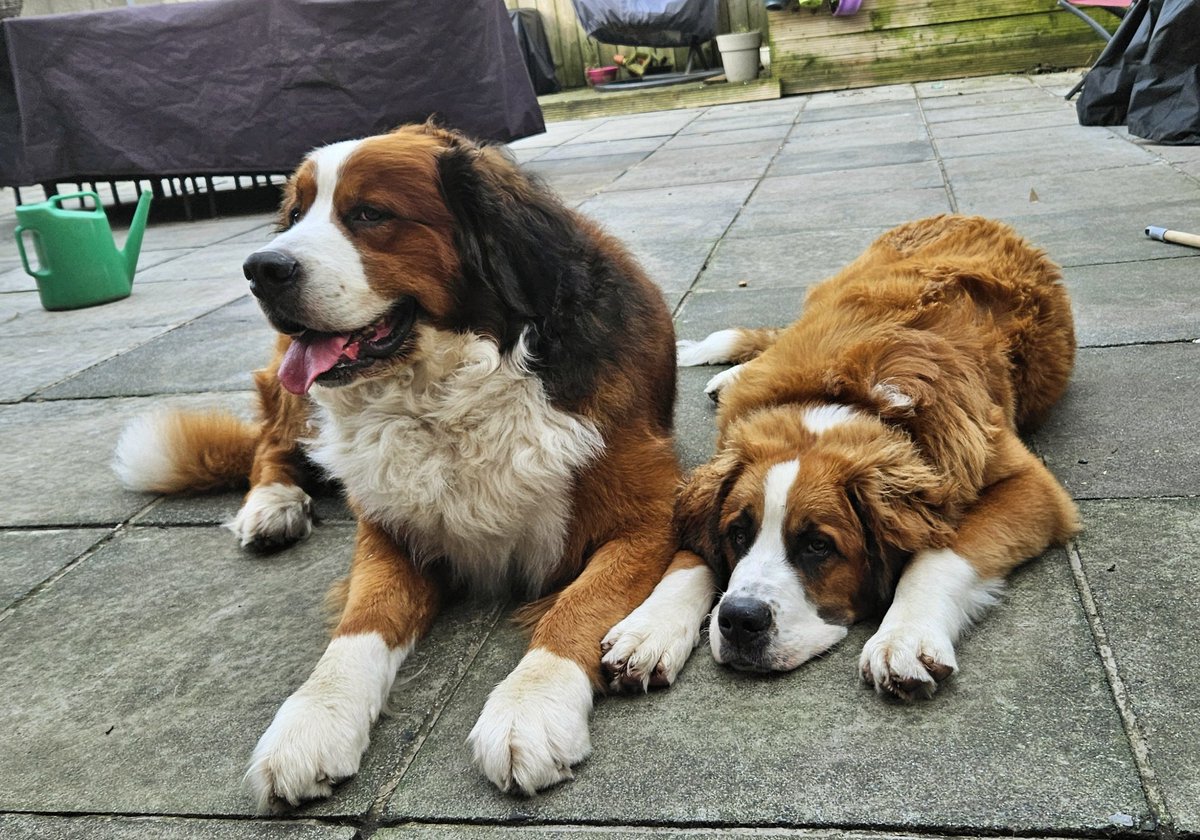 gymforthesoul's tweet photo. Night night and God bless everyone. Peace!
@MartinJMagill @BradleyGJ @WeatherCee @epl1970 @McGuiganAmanda
#stbernese #puppy #pugalier #dogsofX #dogsoftwitter https://t.co/X8ioaZT3Tm