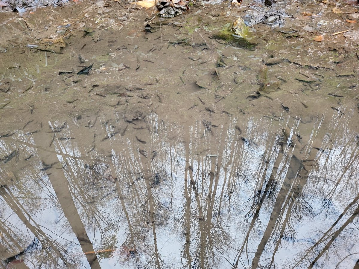 elf11_11elf's tweet photo. Vorhin im Wald. Tümpel mit Kaulquappen und in einem anderen Tümpel sind Molche.
#Molch https://t.co/R5NAefVlrc