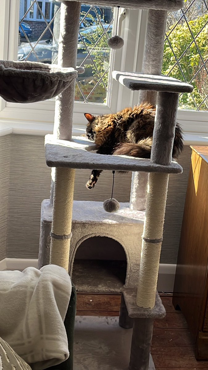 Sadie got a new cat condo. She’s passed out on it 😹
