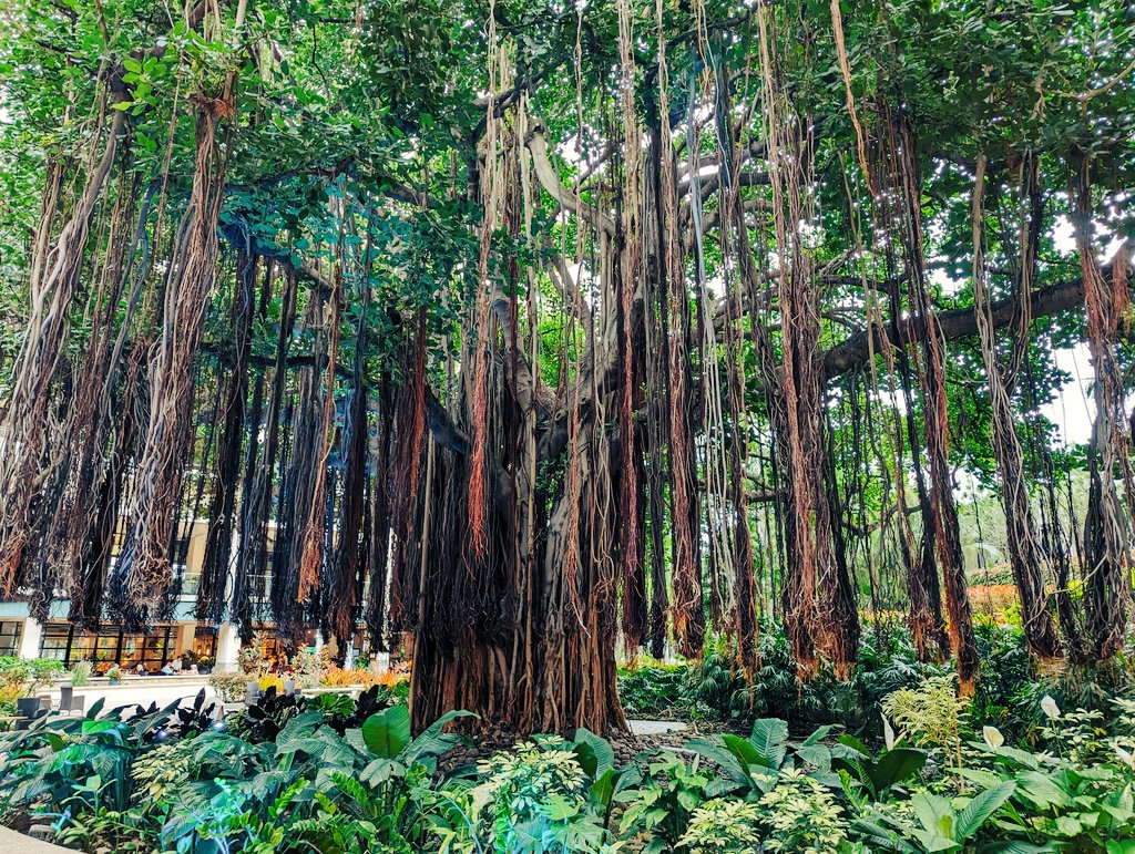 Tree of Life. Banyon Tree #Hawaii . #NaturePhotography #trees #travel