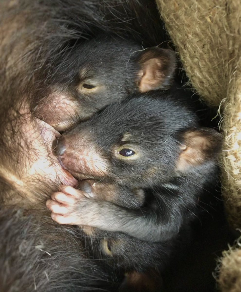 Happy Tasmanian Devil Average Birthday!! 🥳🥳🥳 Tasmanian devils have a pretty well defined mating season, which means that most devils are born within a period of a couple of weeks in autumn. Meaning that every devils birthday is, on average, 1st April!