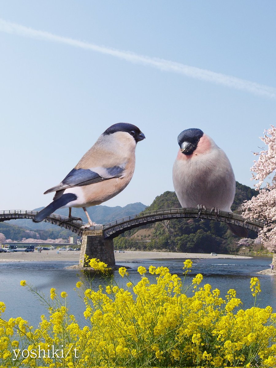 yoshiki62603307's tweet photo. オオウソ夫婦がお花見🌸にやってきました🤩
重さで橋のきしむ音が聞こえましたよ💦
#エイプリルフール
#ウソ #ウソの日 #野鳥撮影 #野鳥写真 https://t.co/P2Y3ZIuxGO