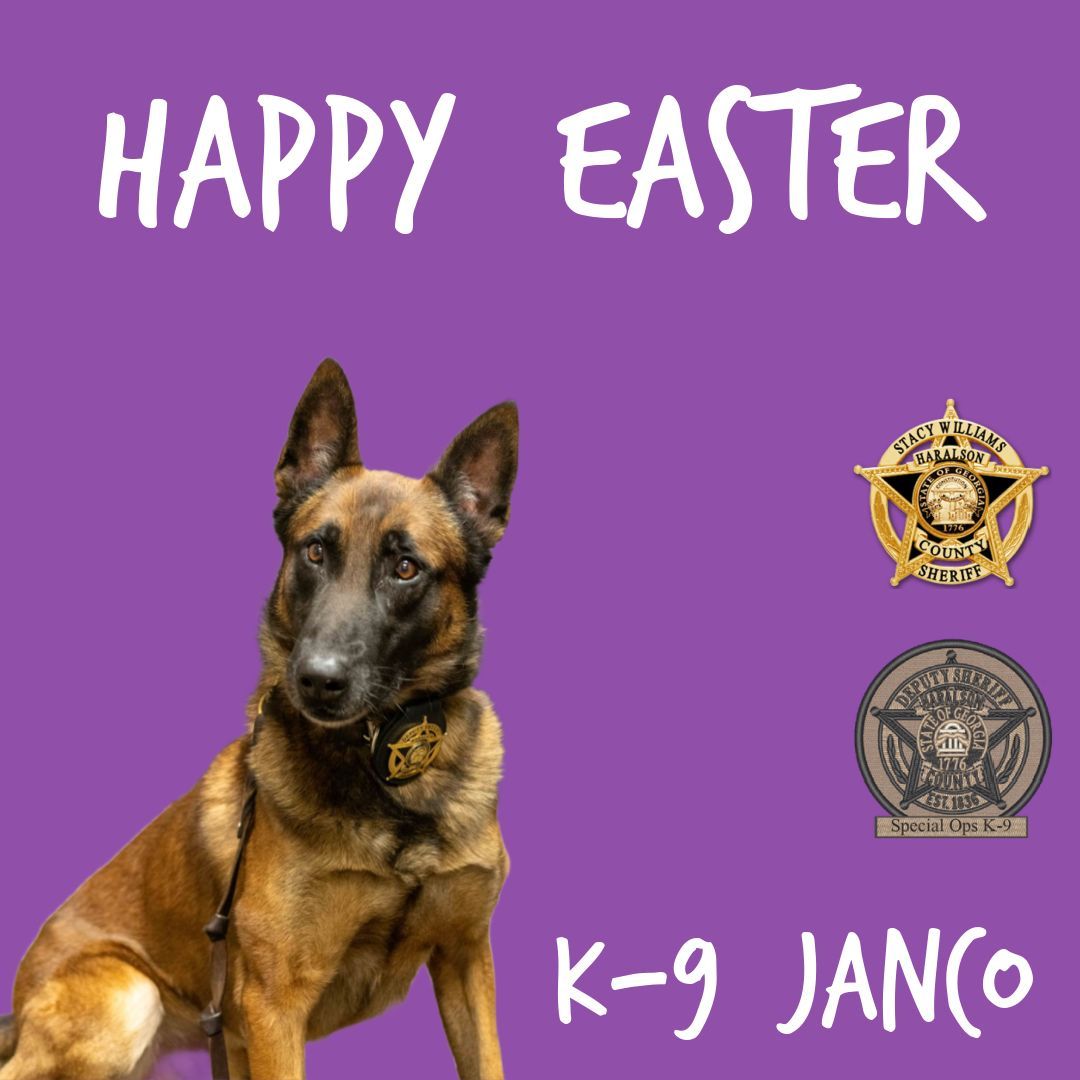 HaralsonSheriff's tweet photo. Happy Easter! 🐰 

#HappyEaster 
#K9Janco🐾 
#SpecOpsK9 #EasterWeekend #MalinoisK9 #GoodBoy #Easter #CSUUnit #HeWillFindIt #HideAndGoSeekChampion #EasterSunday #K9Unit #Janco #Easter2024 #CSUK9 #HCSO https://t.co/c1z1PALlXC