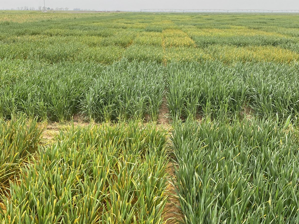 OSUwheatdisease's tweet image. High stripe rust pressure @Tipton, OK. This year stripe rust is earlier than usual. Wheat @Tipton is not yet at flag leaf stage, so varieties with only adult plant resistance look susceptible at this stage. Thanks Dr. Carver for the photos.