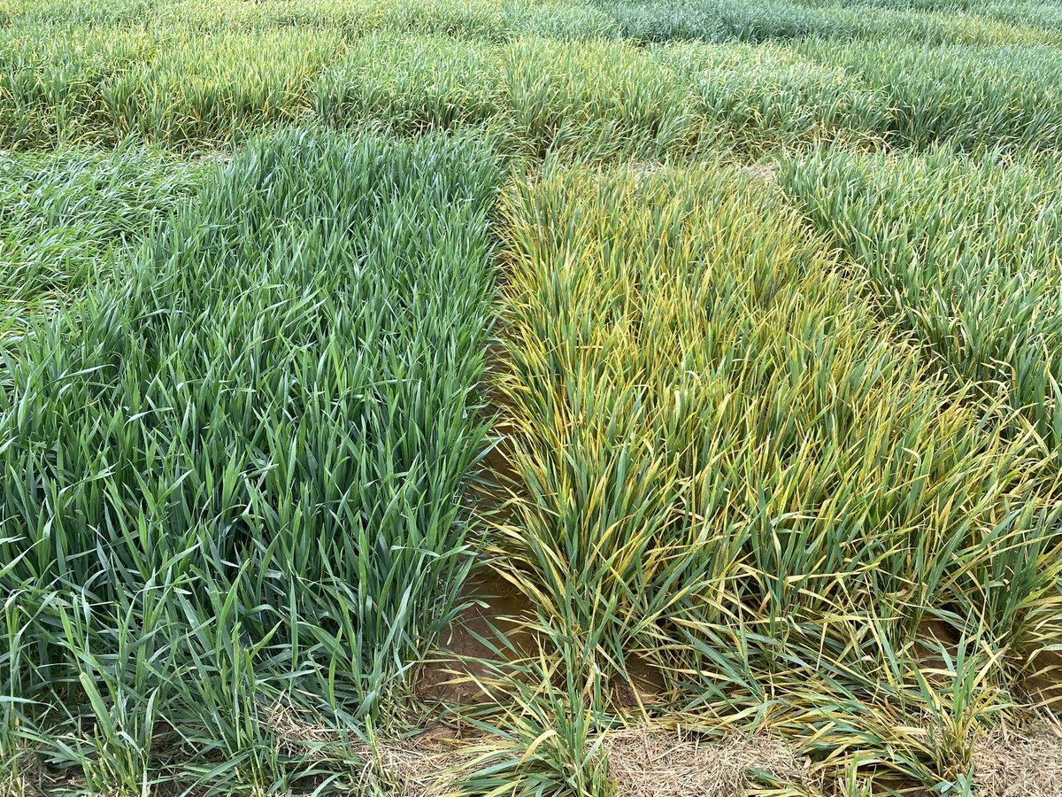 OSUwheatdisease's tweet image. High stripe rust pressure @Tipton, OK. This year stripe rust is earlier than usual. Wheat @Tipton is not yet at flag leaf stage, so varieties with only adult plant resistance look susceptible at this stage. Thanks Dr. Carver for the photos.