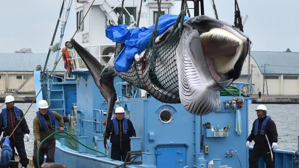 Cruel and barbaric Money talks - stop buying goods from Japan and do not holiday there until they stop this slaughter of innocent whales that are fast disappearing and need protection not killing