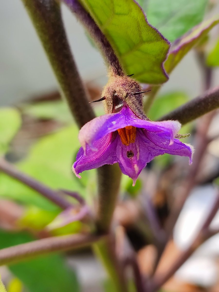 MdSifat012's tweet photo. #eggplant #egg #plant #Eggplant #nature #rooftop #garden #GardeningTwitter  #roofgarden #Gardening https://t.co/spQddFWId6