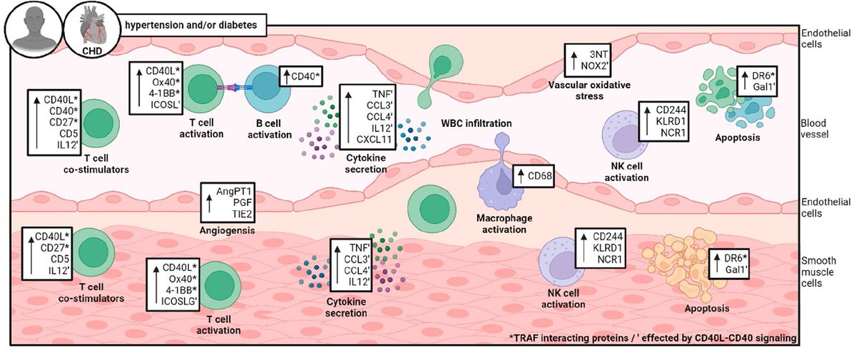 Inflammatory and oxidative signalling in the vascular wall with hyperlipidemia, diabetes and hypertension. link.springer.com/article/10.100…