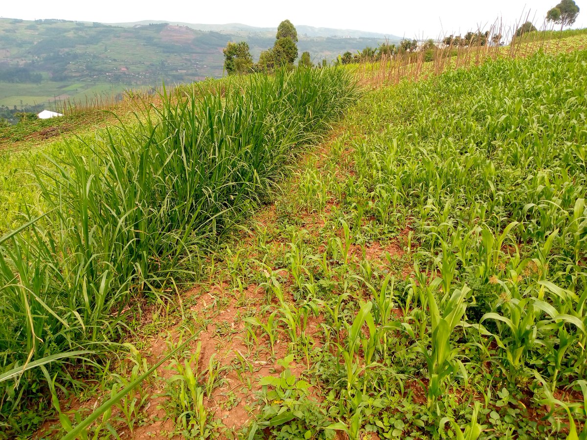 FACT: Both Calliandra and Elephant grass are good for making contour hedges but Calliandra has many benefits compared to Elephant grass. #NOTE: Calliandra fixes nitrogen in the soil and is very effective in controlling soil erosion. Comment, Like and Repost. #LetsFarmTogether