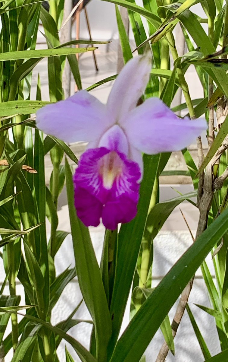 docschiff's tweet photo. Bamboo Orchid from Salento, Colombia for the  Easter #FlowerReport https://t.co/6rp4gXz8oS