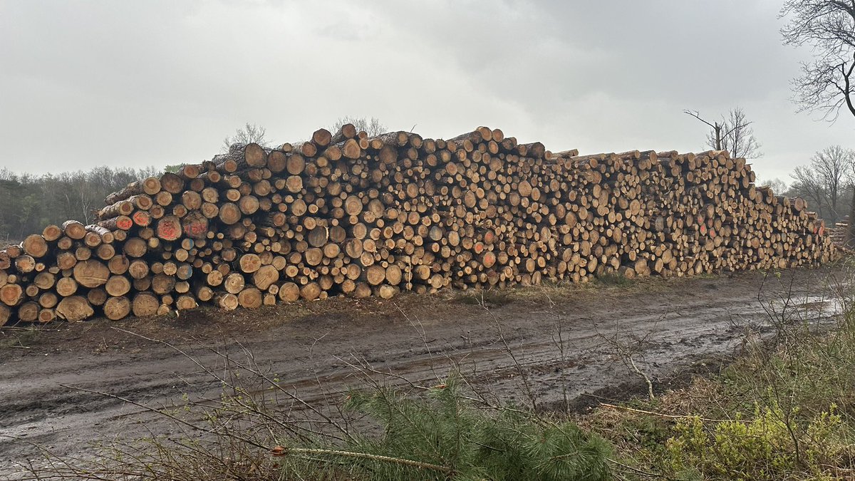 remohen's tweet photo. Je kunt me veel wijsmaken maar dit is geen #natuurbeheer maar vernietiging van bossen in het kader van #natuurherstelproject? Laat me niet lachen ๐คฃ๐คก
Alles voor de #biomassacentrale!
#malpie #gemeentevalkenswaard #staatsbosbeheer #degrooteheide https://t.co/eryj3Wzxjw