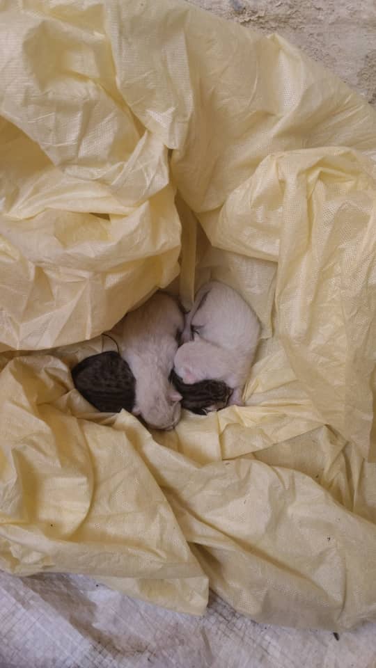 yaracalcagno's tweet image. Difundo. Se necesita mamá nodriza, con urgencia para estos GatisBebés 04163768192 ilce, se encuentran en san Bernardino