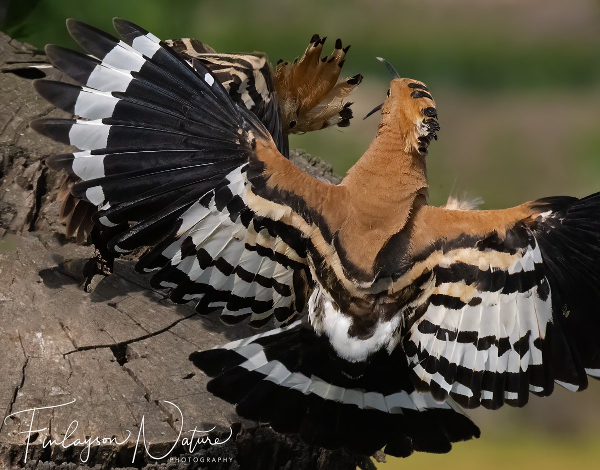 Hoopoe battles. We might think of hoopoes as placid birds but here's a different side to them. @FinlaysonGib @GibGerry @gonhsgib @_BTO #BBCWildlifePOTD @Natures_Voice @BBCEarth @urbanbirder