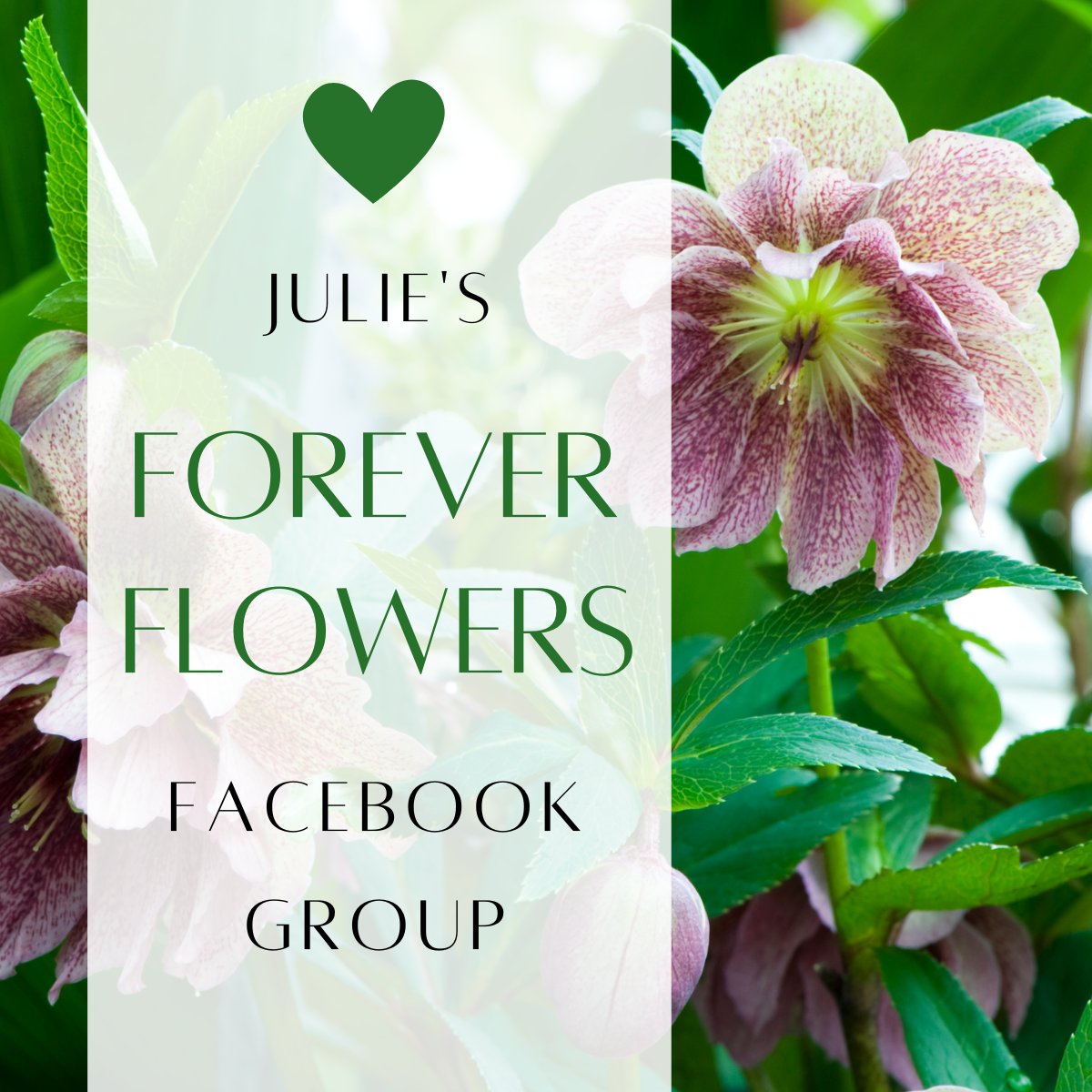 Forever Flowers Facebook Group 🌻
I have a wonderful private group for people who #care. You would be most welcome to join if you haven’t already. It is full of people who are sensitive, kind, caring & #compassionate bit.ly/3R4vnrZ

#fridayflowers #foreverflowers