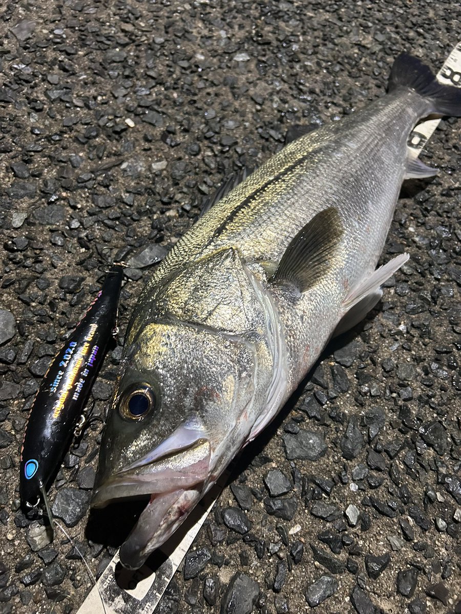 3月末に最高の釣りできた笑
関門初ランカーからの初ビッグベイトシーバス
80cmと71cm！