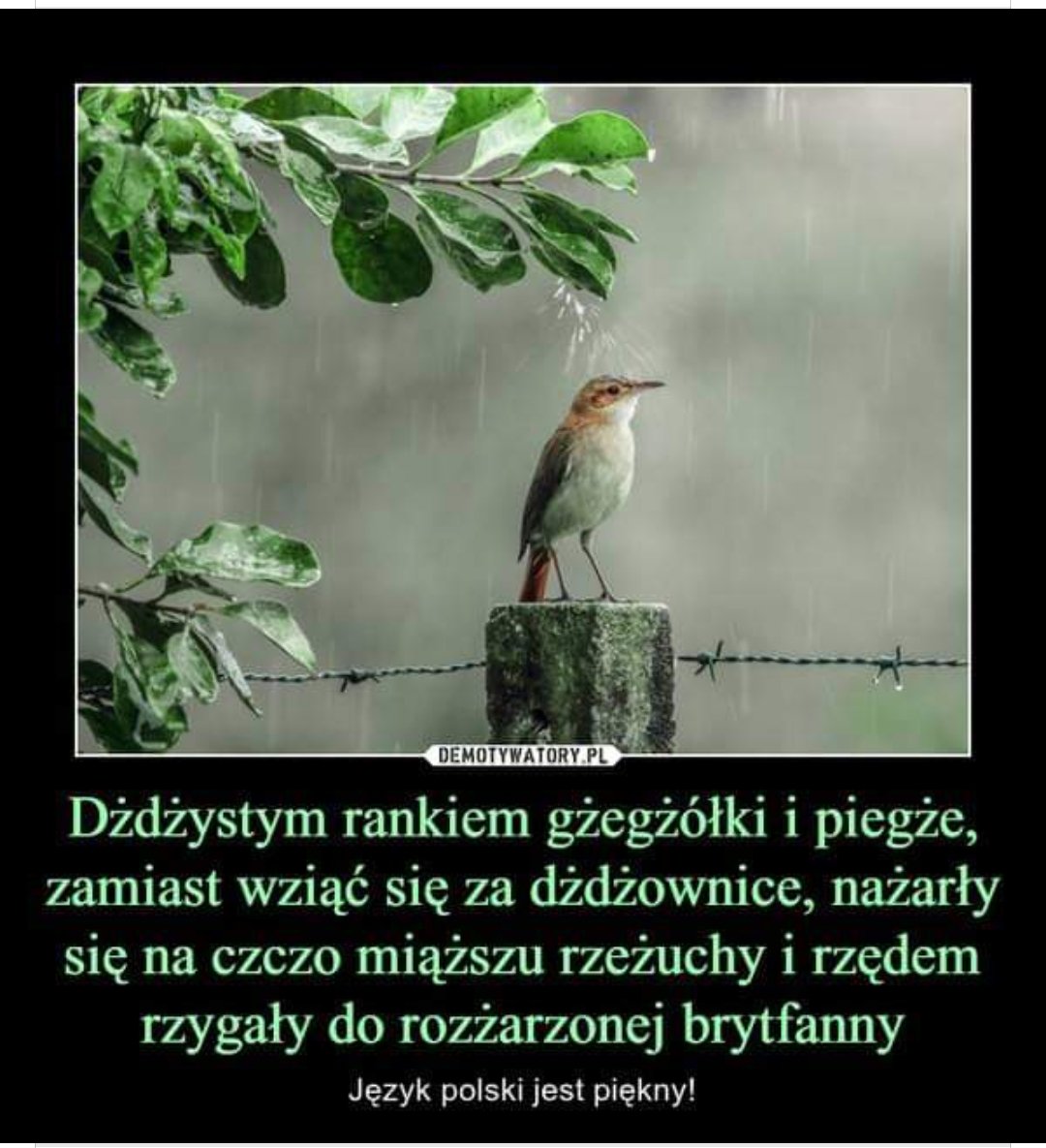 Bogumiła P 🇵🇱🇪🇺🐾 #TeamTuska tweet media