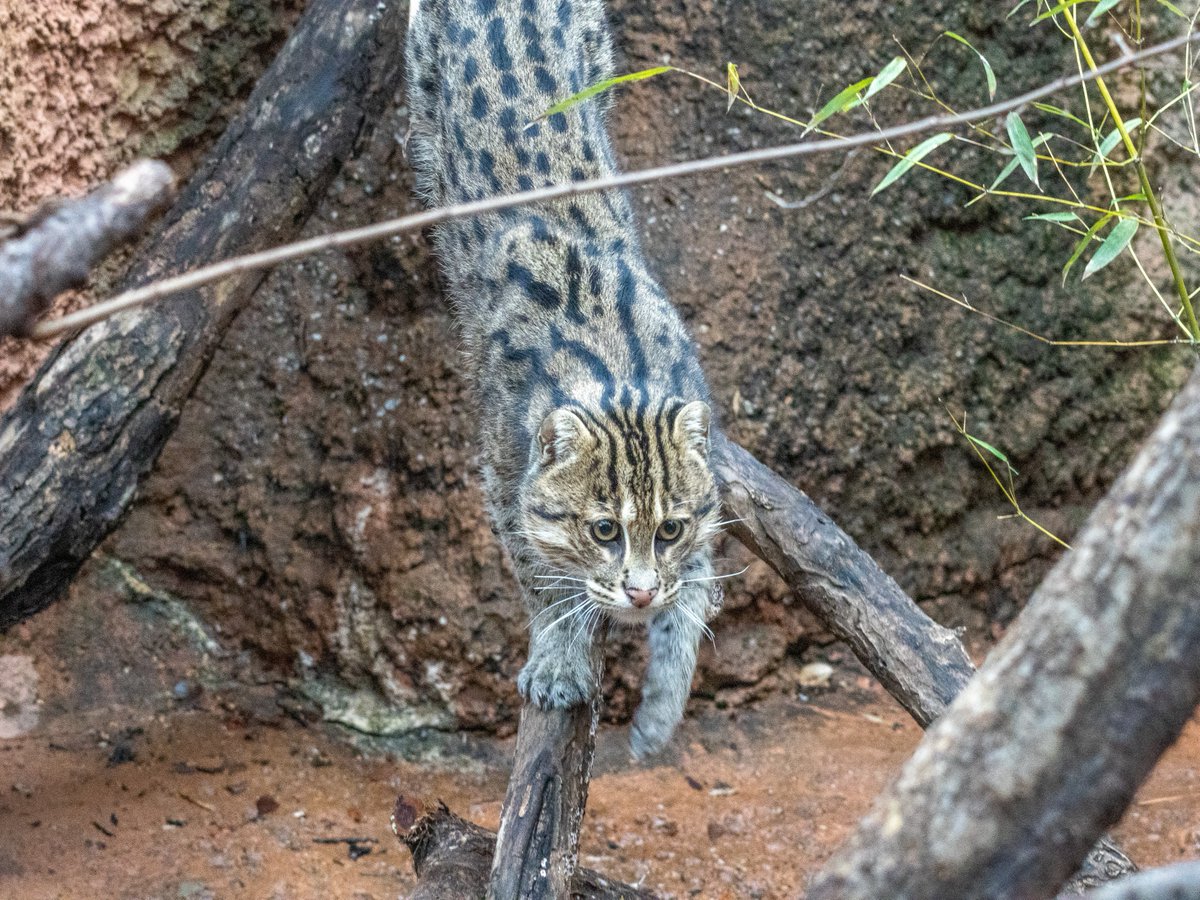 okczoo tweet picture