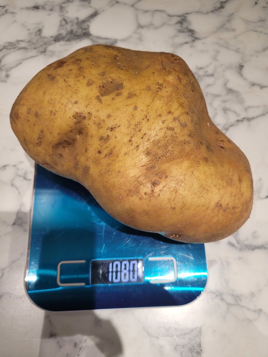 boonsnaps's tweet photo. Crikey Aldi!!! Look at the size of this potato! This will do a whole topping for shepherd's pie with some left over,thanks! Wasn't expecting that in my bag of baking potatoes 🤣 @AldiUK #aldi #aldiuk https://t.co/m4HxVs2mi6