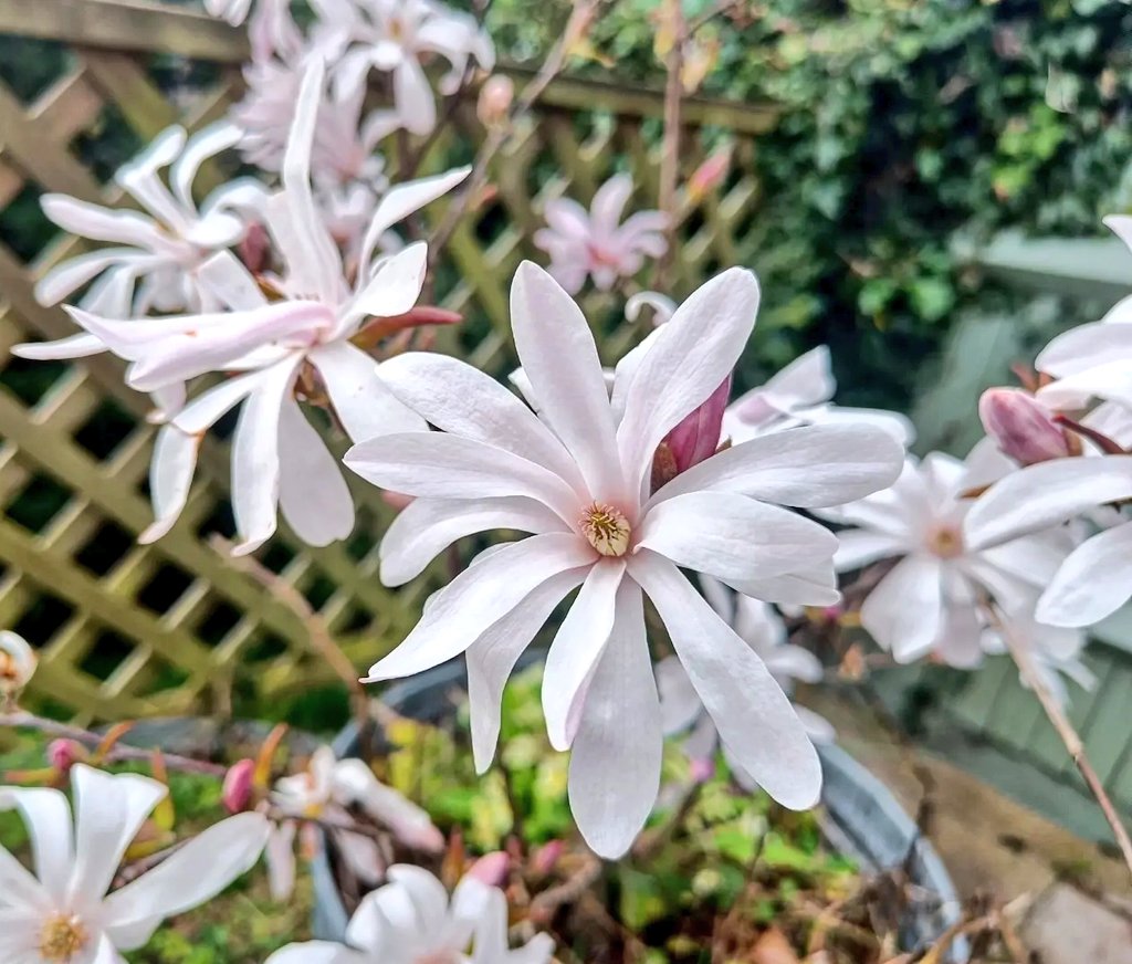 Seonaid Webb MBE tweet media