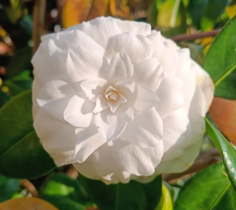 Seonaid Webb MBE tweet media