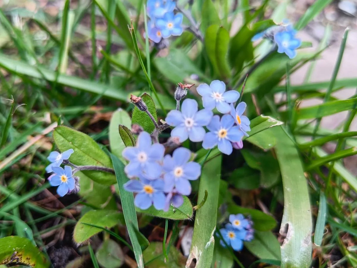 Seonaid Webb MBE tweet media