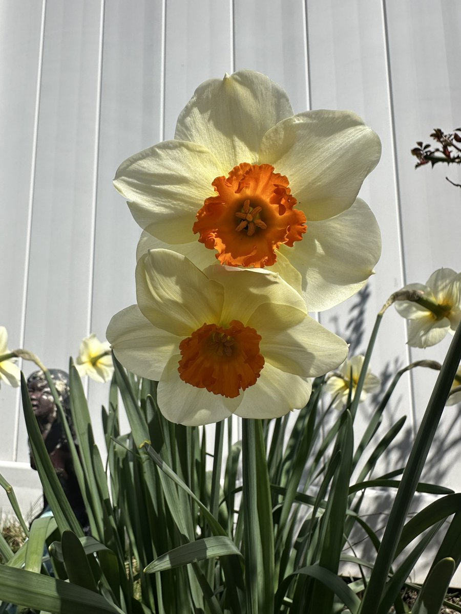 PittieLover73 tweet media