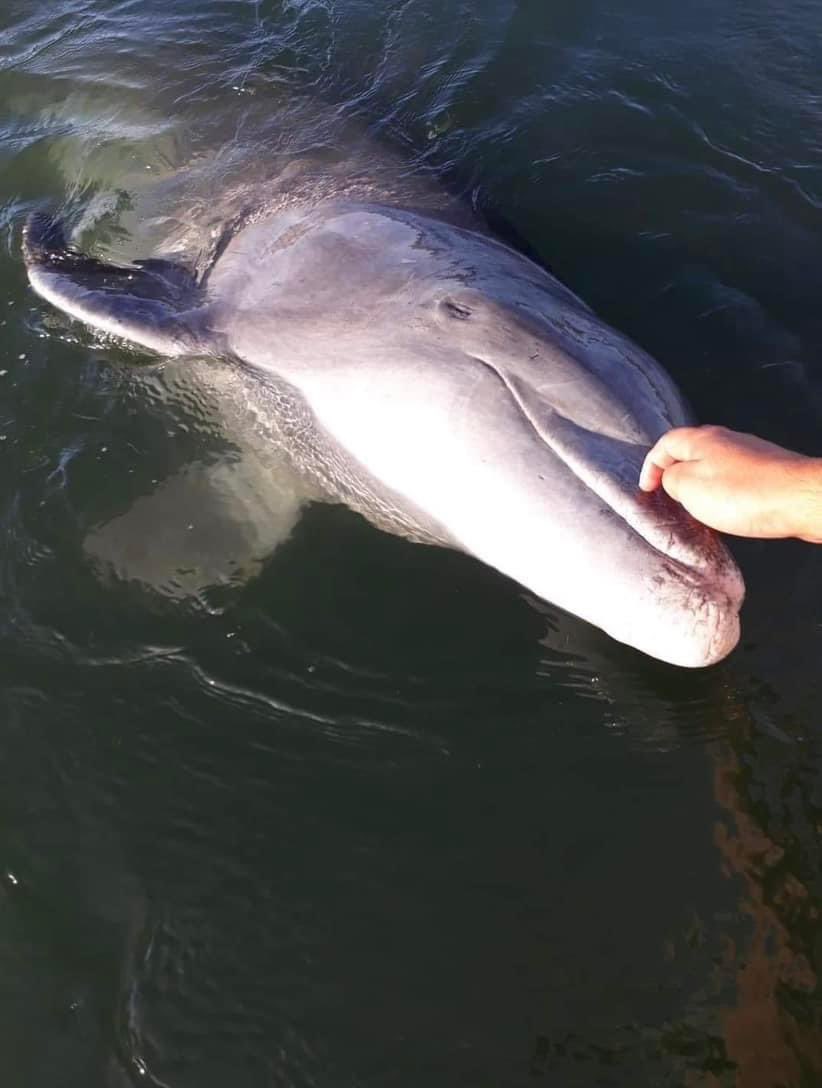 El #Pechocho más vivo que nunca 🐬

¿Ya lo visitaron esta Semana Santa?