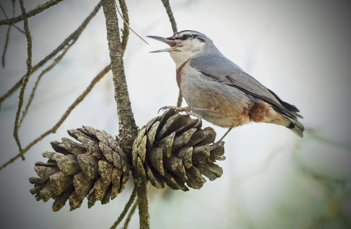 A very excitable Kruper's Nuthatch today near Antalya. Also lucked in on a White-throated Kingfisher on the way back to the hotel for my last night in Turkiye!